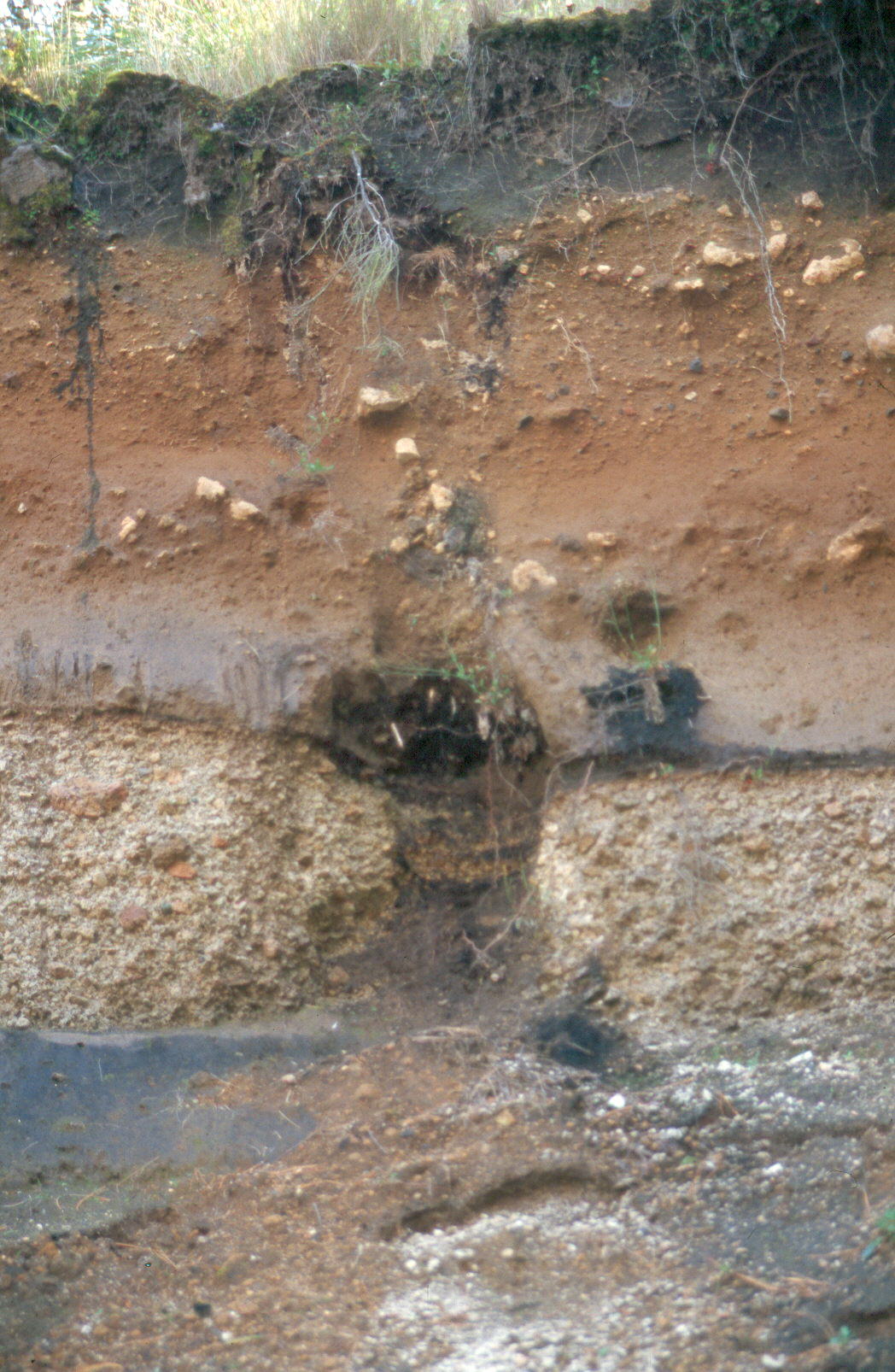 Madera carbonizada