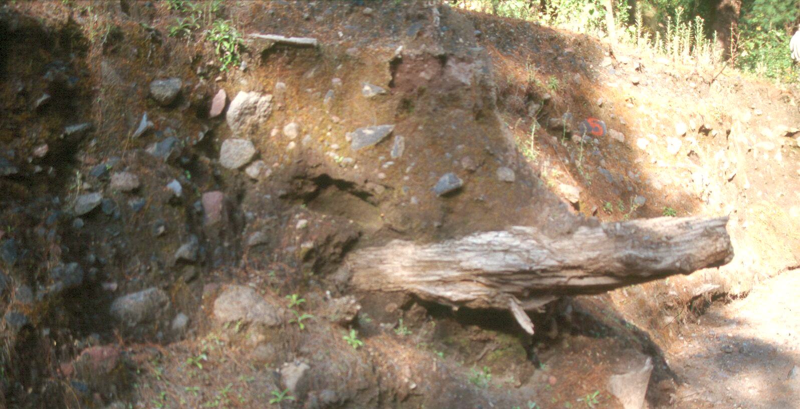 Tronco dentro del depsito