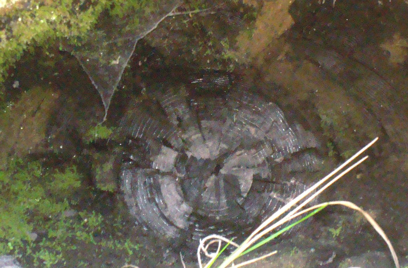 Tronco de arbol en los depsitos del Popo