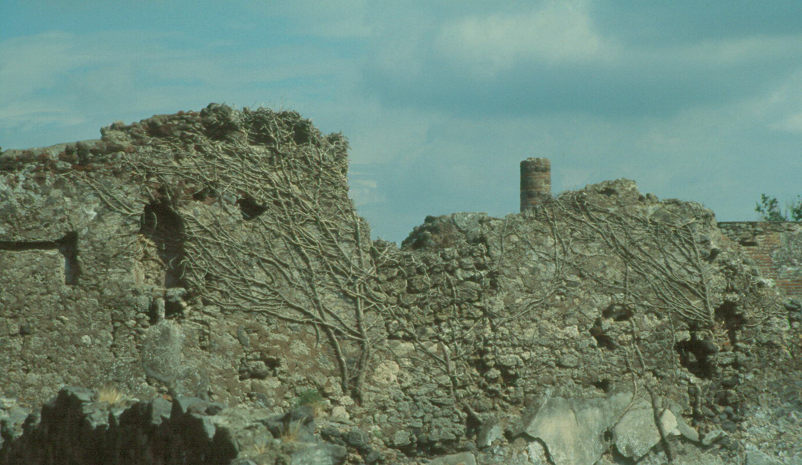 Hiedra en los muros