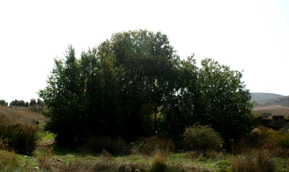 Arboleda en La Nava