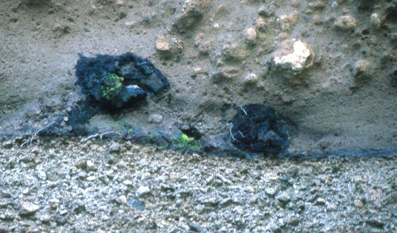 Pequeos troncos de rbol carbonizados