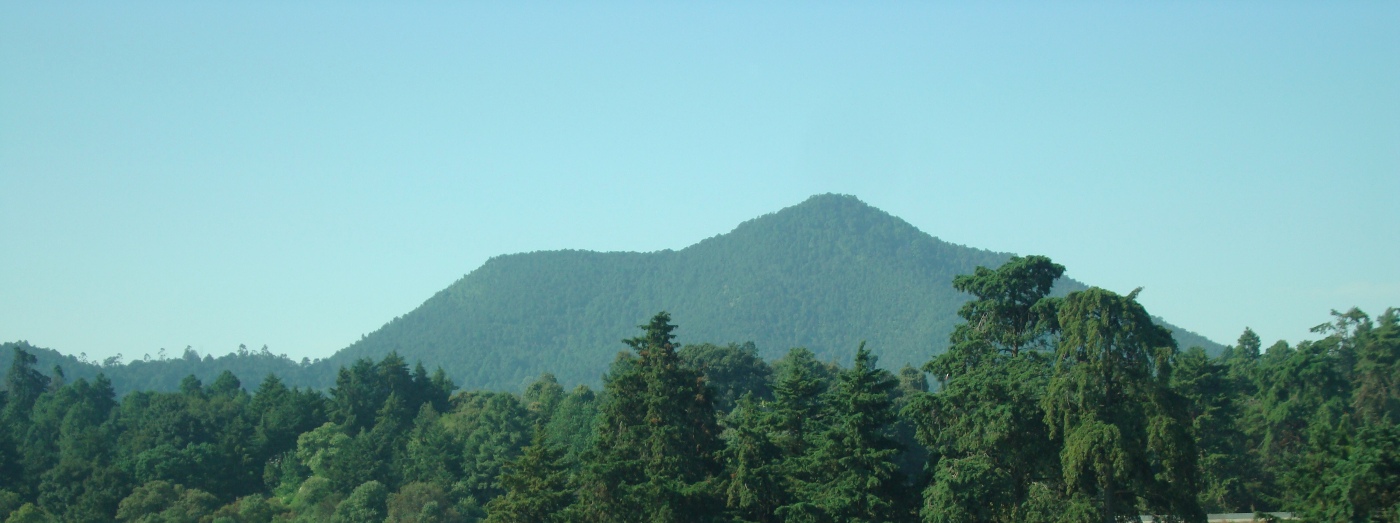 Volcn del bosque de los rboles de Navidad